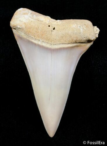 Beautifully Colored Inch Fossil Mako Tooth - Morocco #2840